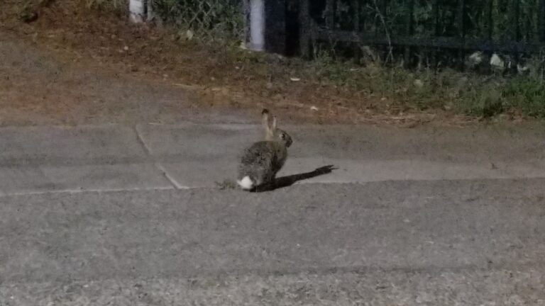 Cotton Tail Rabbit Member of Jackson Creekside Neighborhood